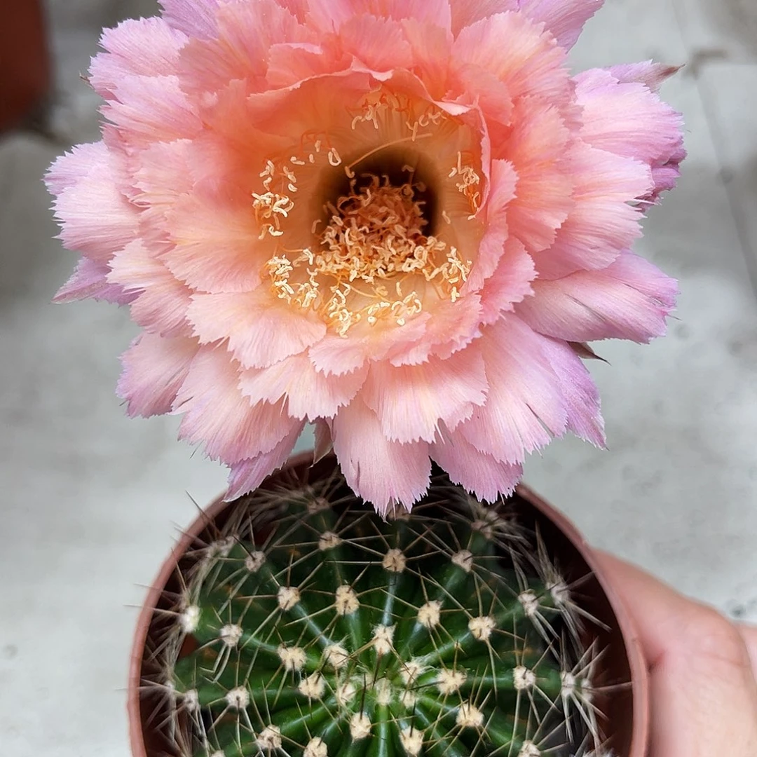 彩草香羽侧芽4公分左右有一点点干皮