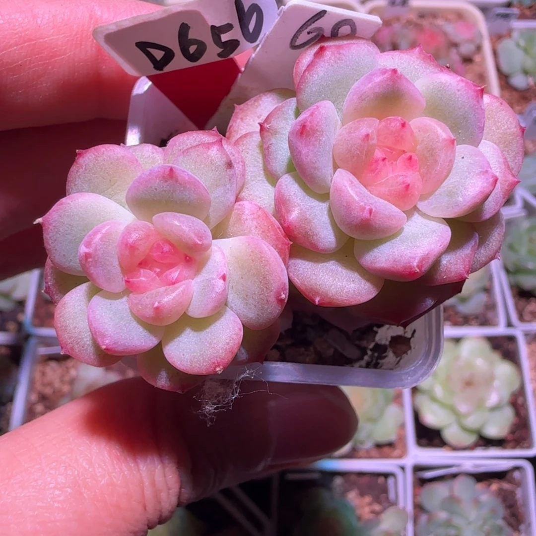 656福利甜心t69双头