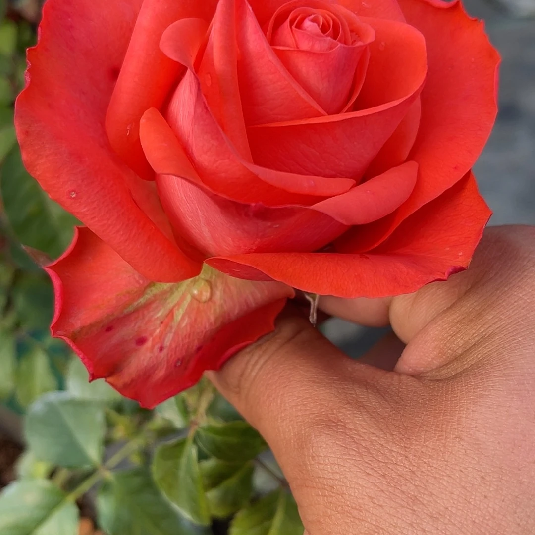 无花朵——-女演员 福利款