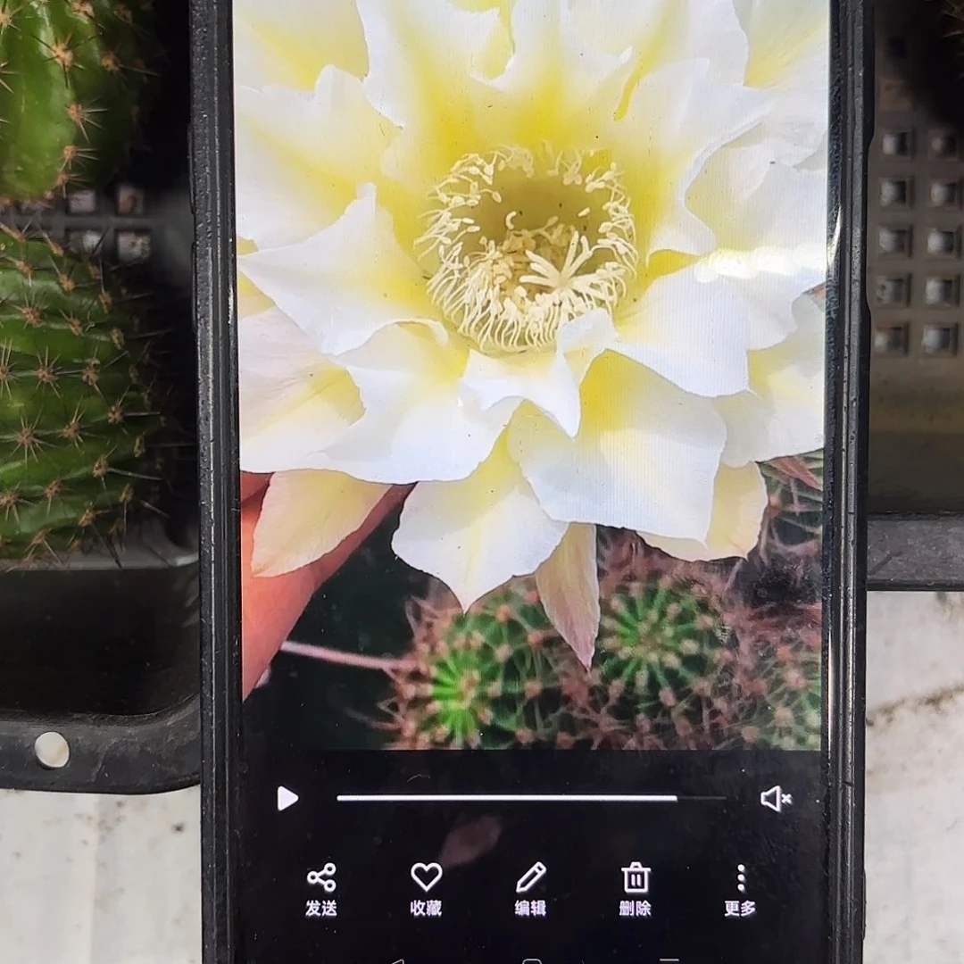 16-34彩侧牙20包邮仙人球15