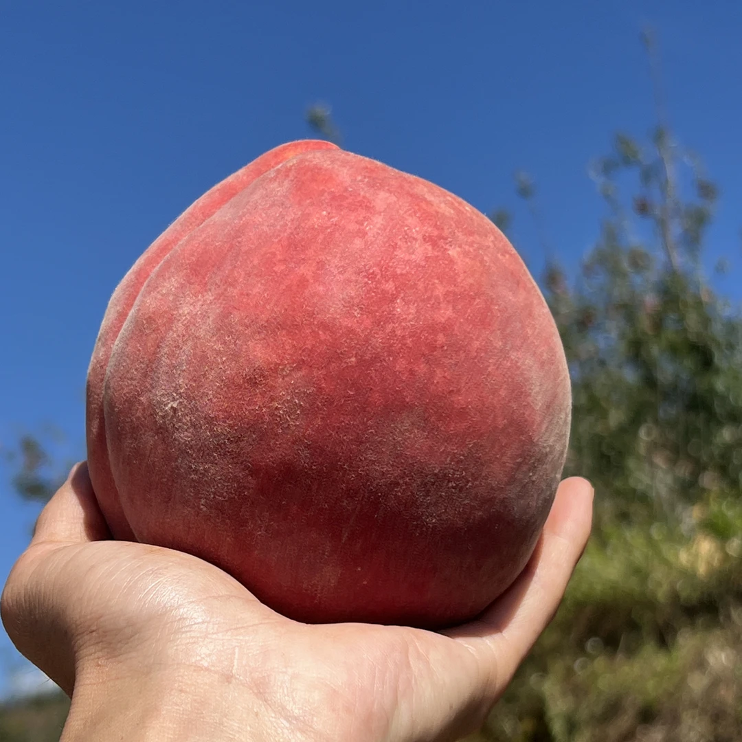 大凉山高原雪桃5斤脆甜现摘脆甜桃香浓郁