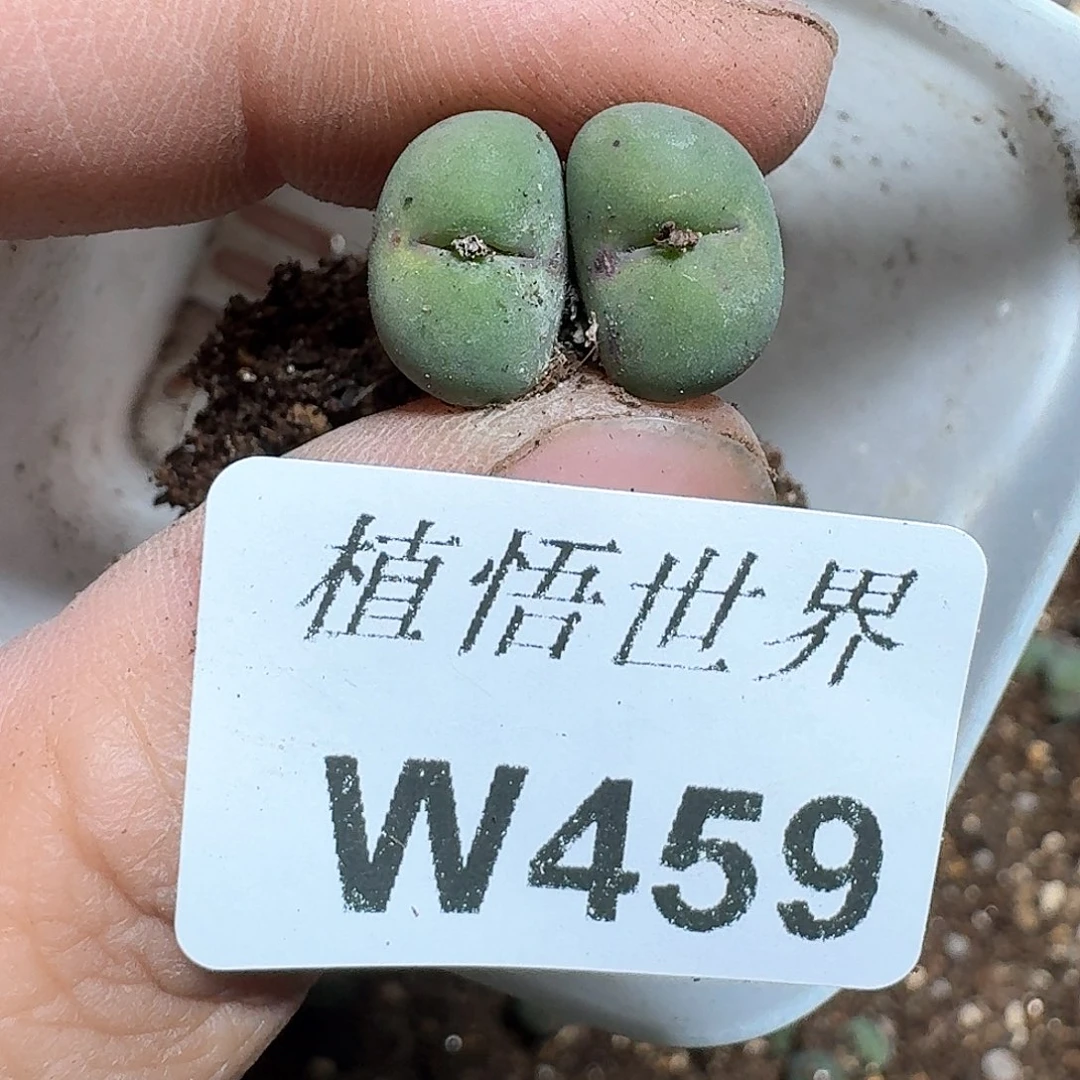 459盒多肉植物哇c f