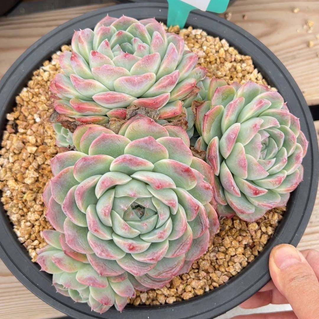 A**牛1190肉多哦哟多么多哦