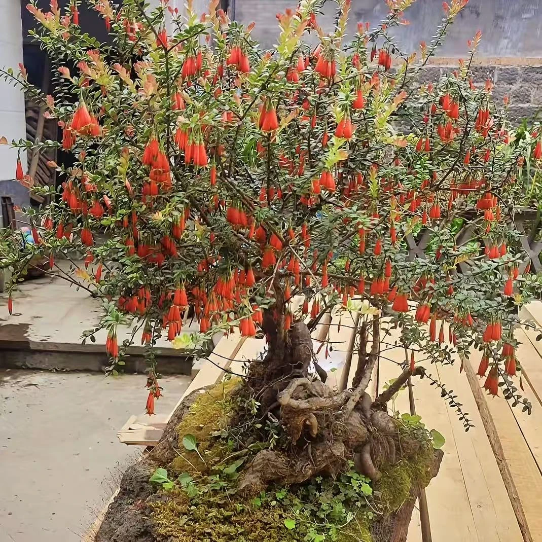 云南网红树萝卜五翅梅吊金钟米叶红花办公室