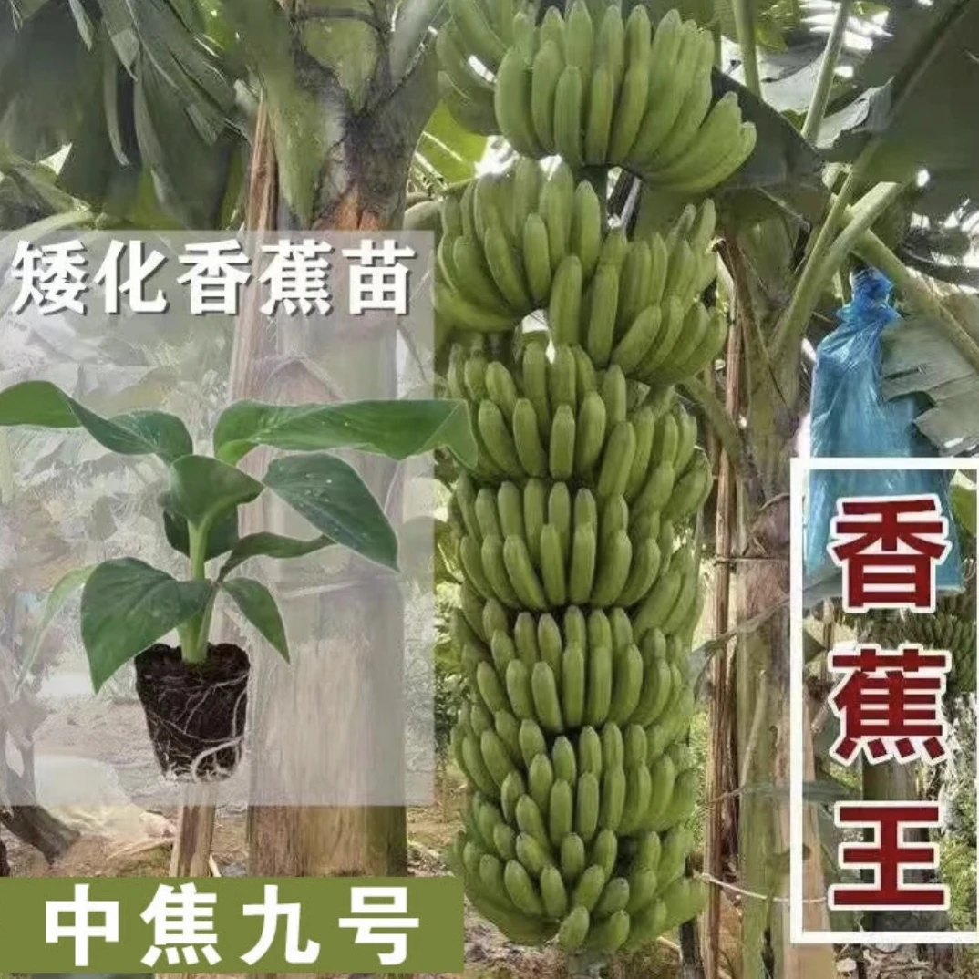 耐寒耐高温矮化香蕉树苗当年结果适合庭院种植