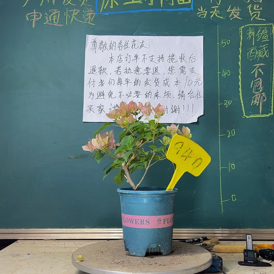 当前无花栽培后可以开花暗斑五宝940