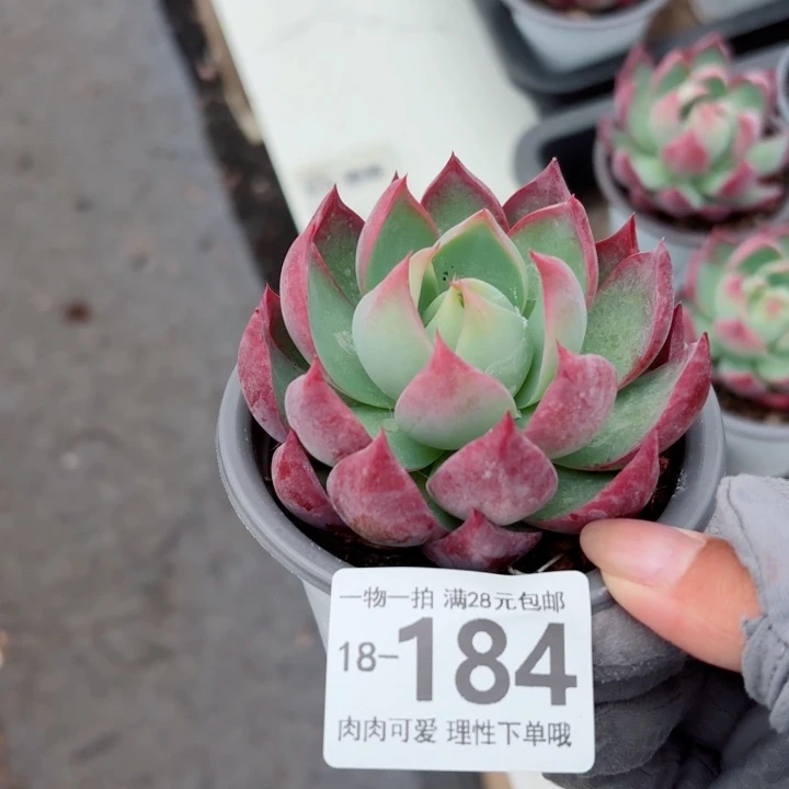 惊鸿无盆土发货多肉多
