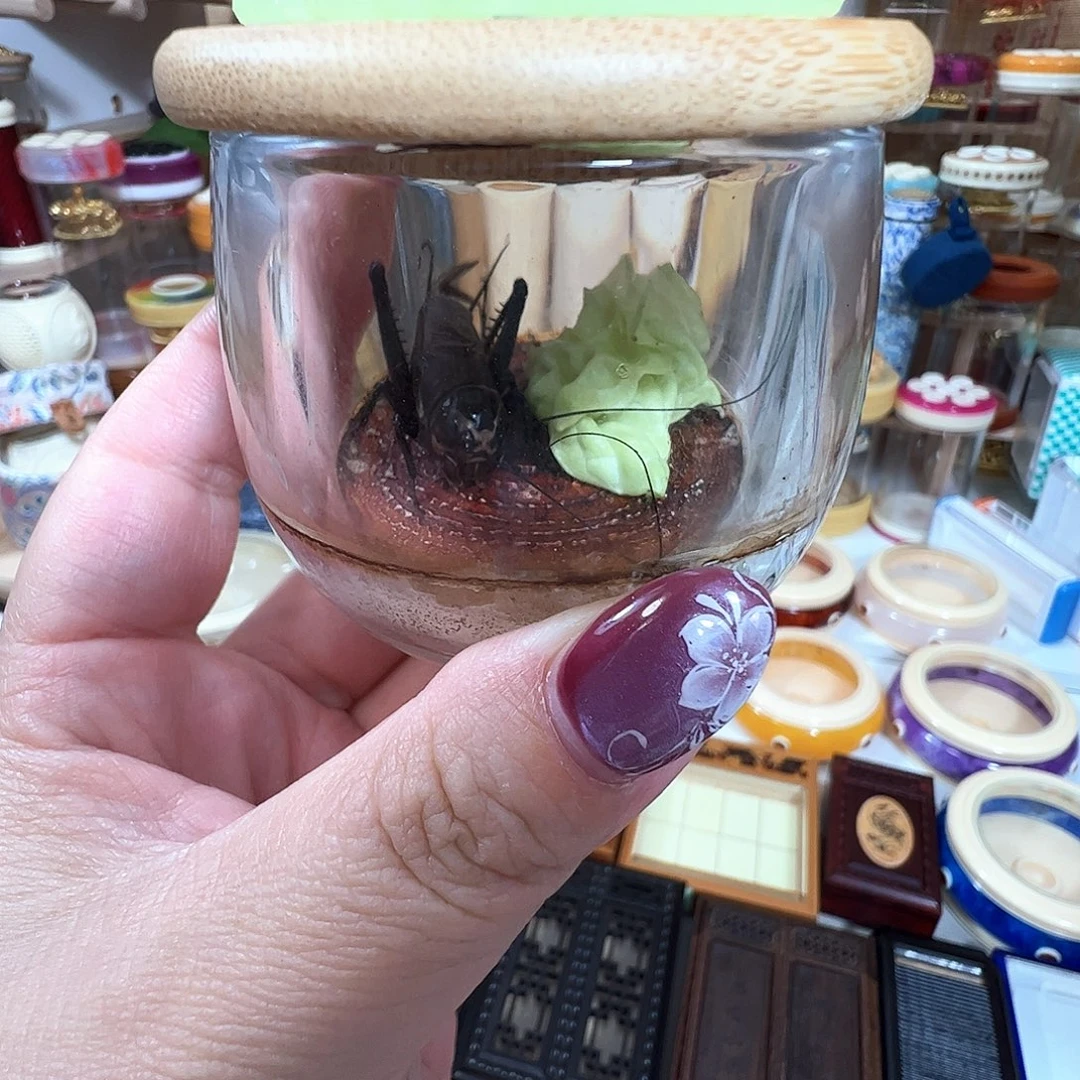 哈哈哈生态罐带油葫芦