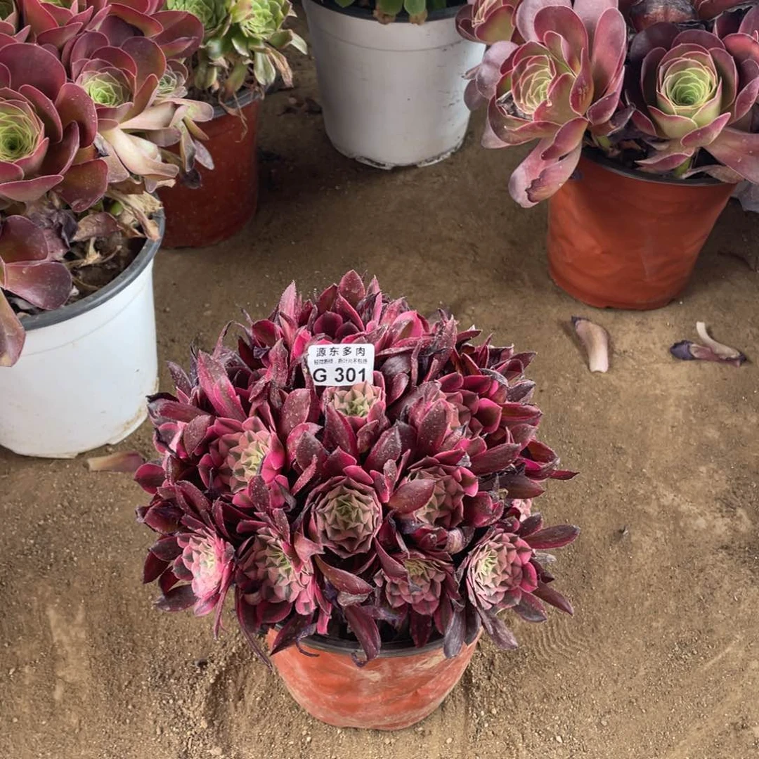 301铜壶锦多肉法师断枝不包