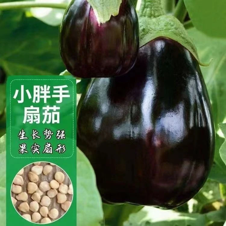 【苞出芽】【厂家直销】小胖手扇茄种子四季扇形茄种子高产扇茄秋冬种