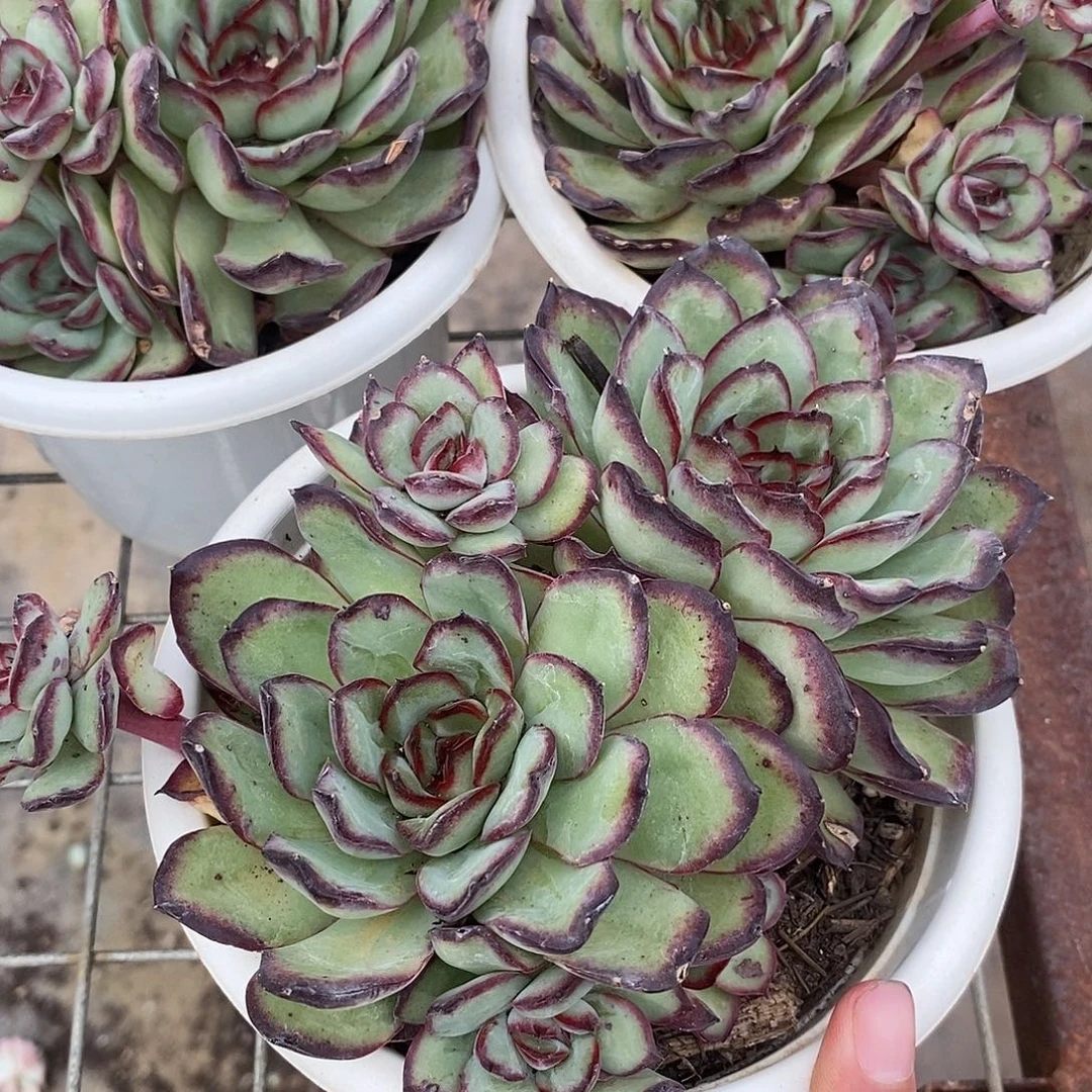 肉酱玫瑰 多肉植物