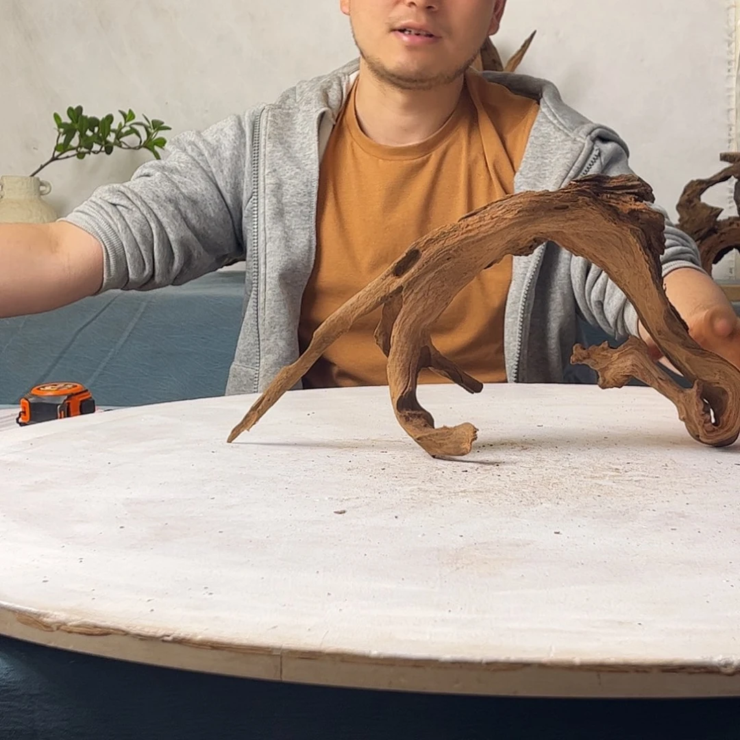 沉木造景寄居蟹造景