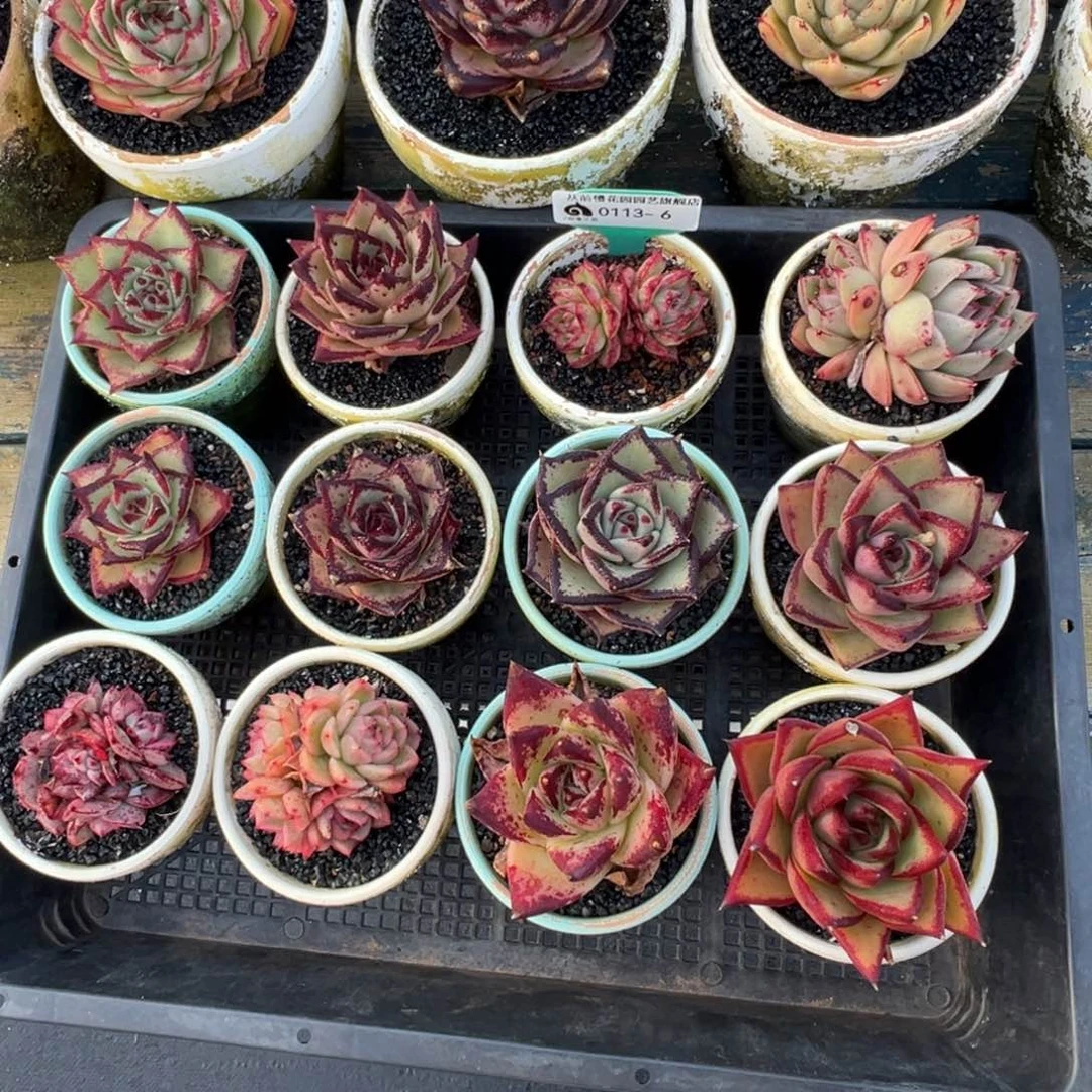 从前慢多肉精选编号0113.6