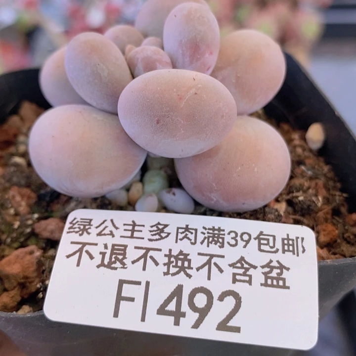 芭比奶洛5cm492多肉植物