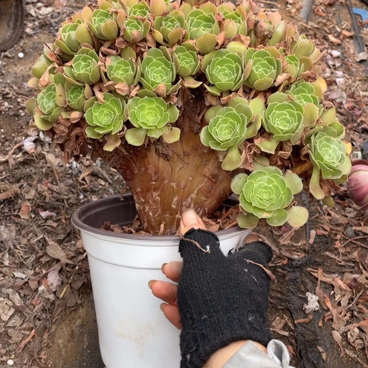 花***#23厘米柠檬朵朵有疤