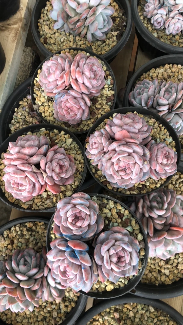 思思专拍星影多肉