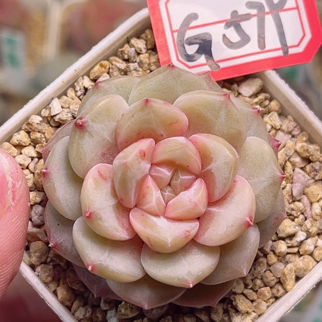 G579一物一拍 棉花糖