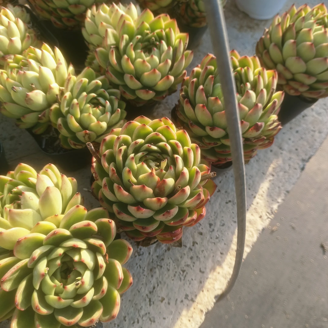 月亮石大单头12厘米 山东临沂露养精品宝藏多肉小店