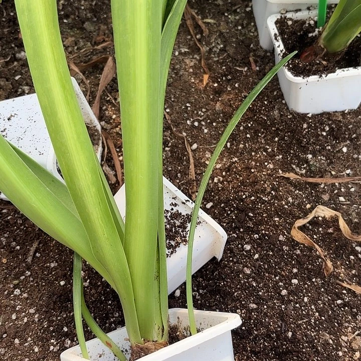 无花朵藤****?紫蝶原盆原土发货