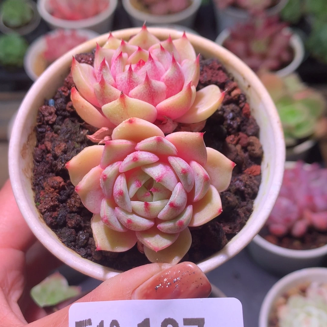 乐然18-187 苯巴蒂斯