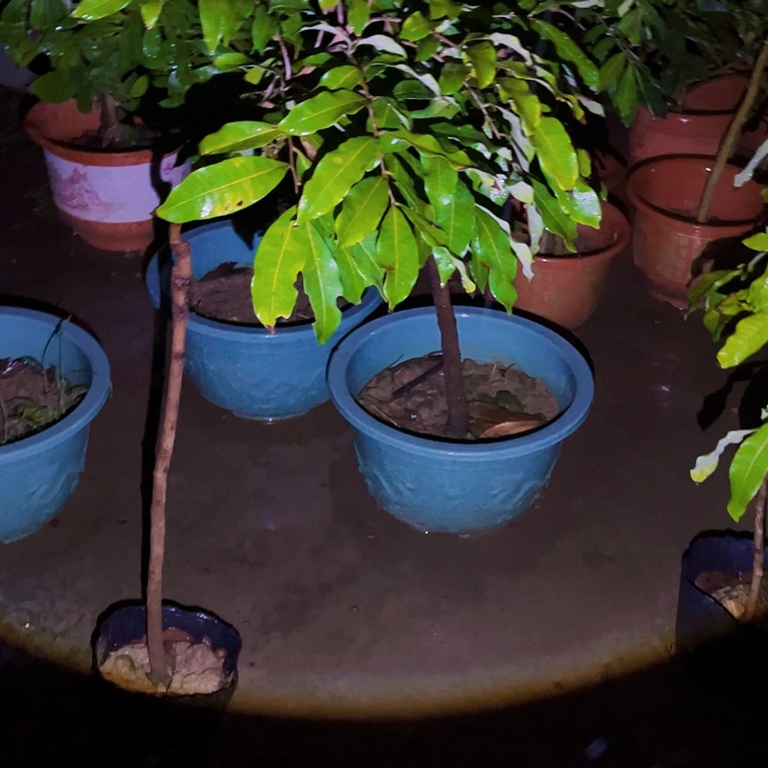 敏*果苗龙眼树66666