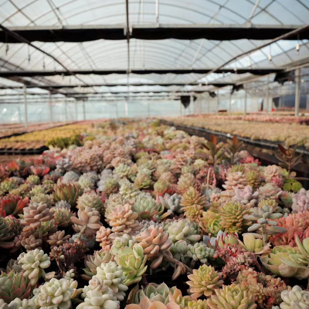 一土花园一物一拍32