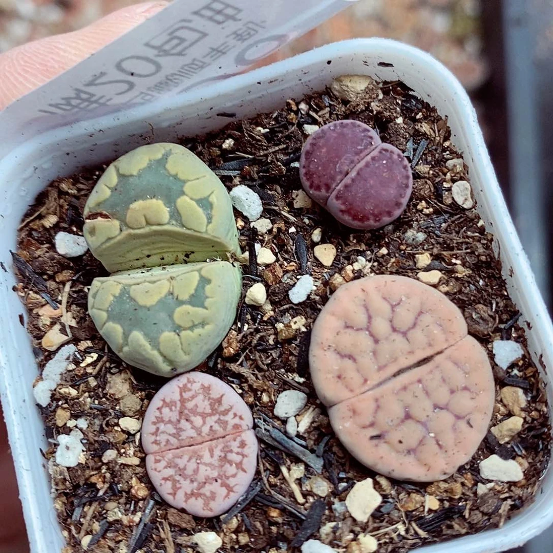 我们一起暴富啊096