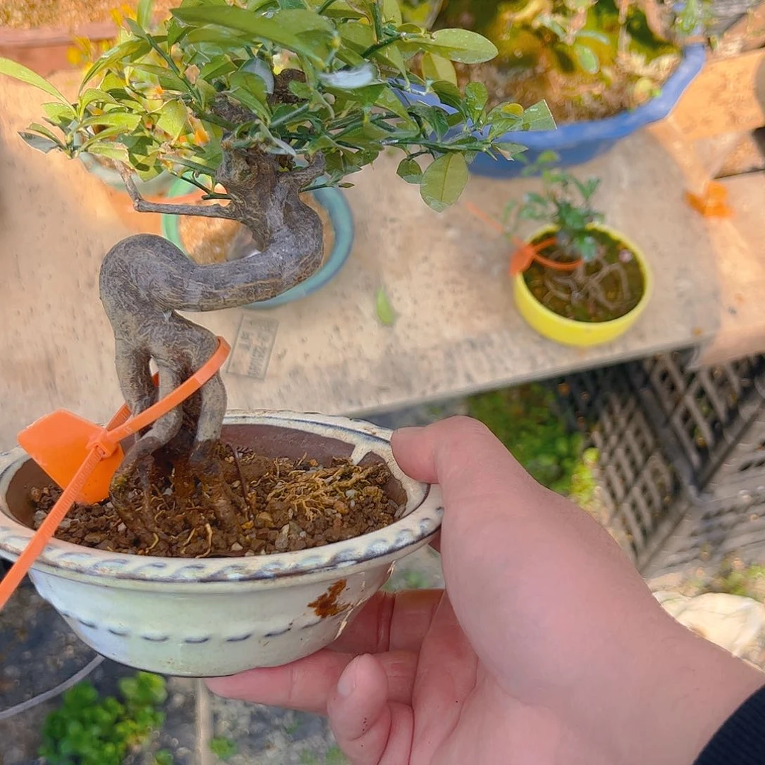 盆景盆景不包邮E*