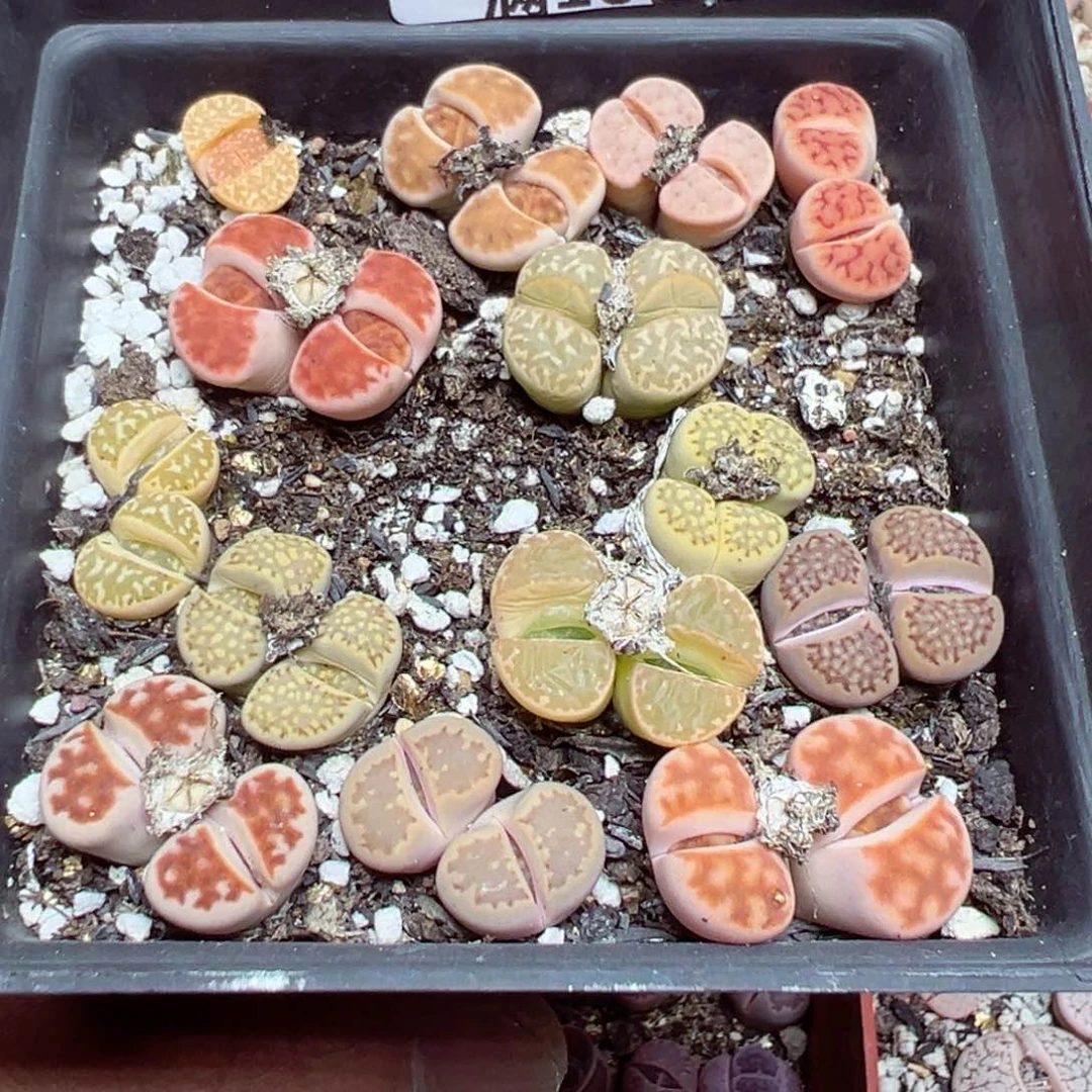 【闪购商品】 031。