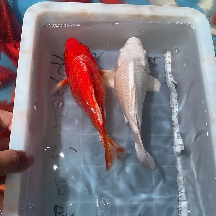 蝴蝶鲤渔场直发83