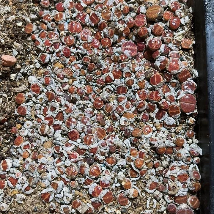 生石花1111。   570