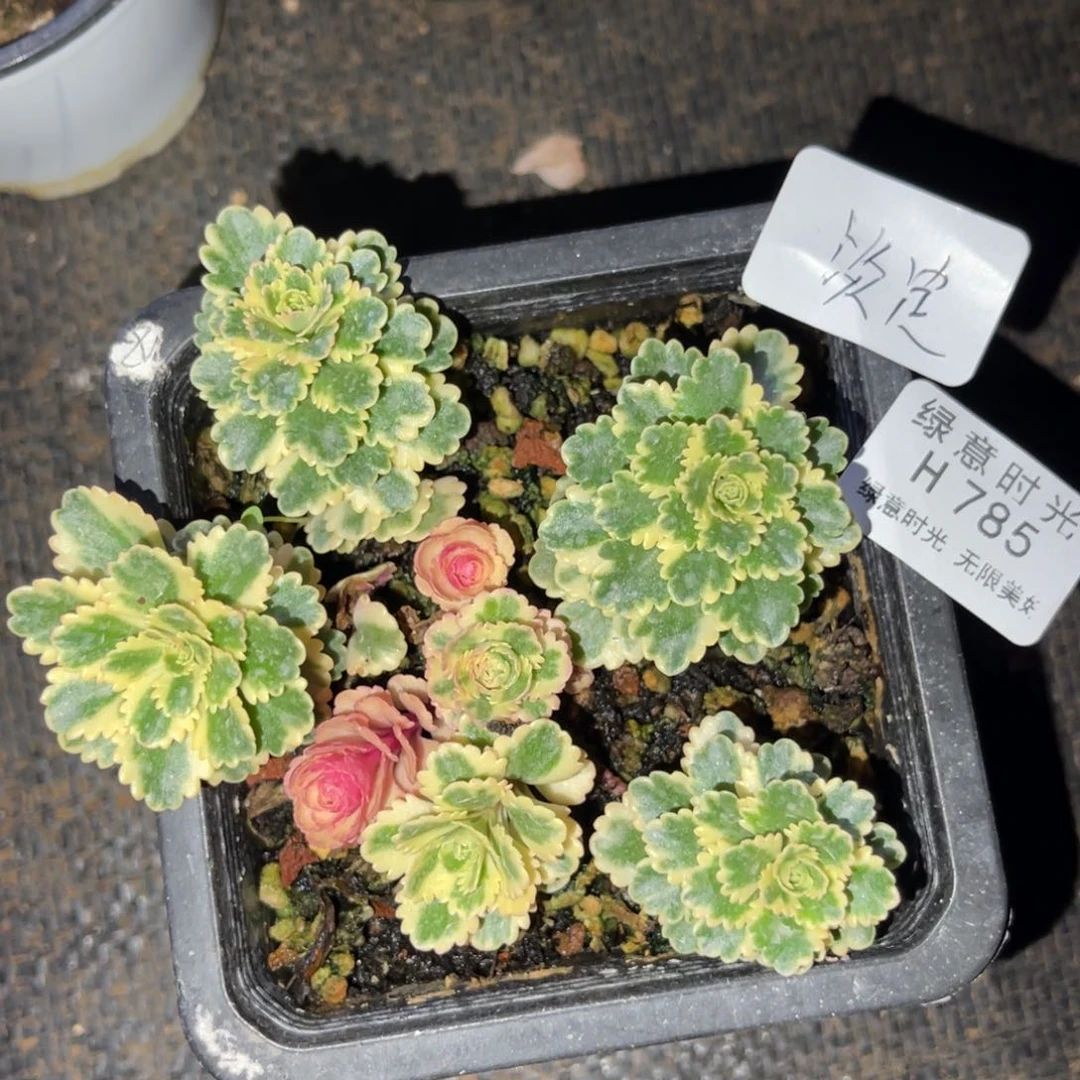 淡*785 带陶瓷盆发货 满28包邮