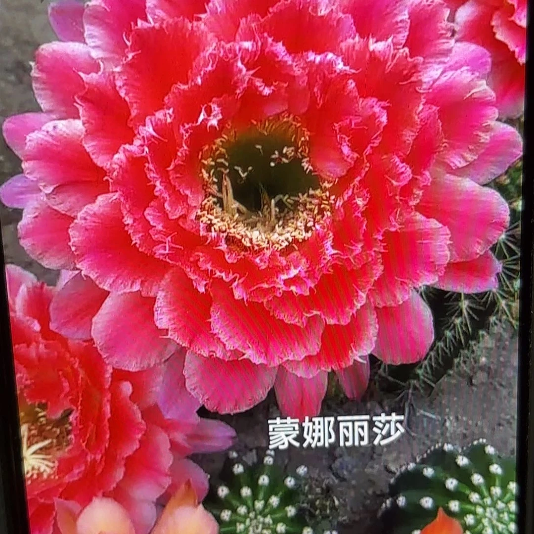 蒙哪丽莎毛侧牙20包邮32