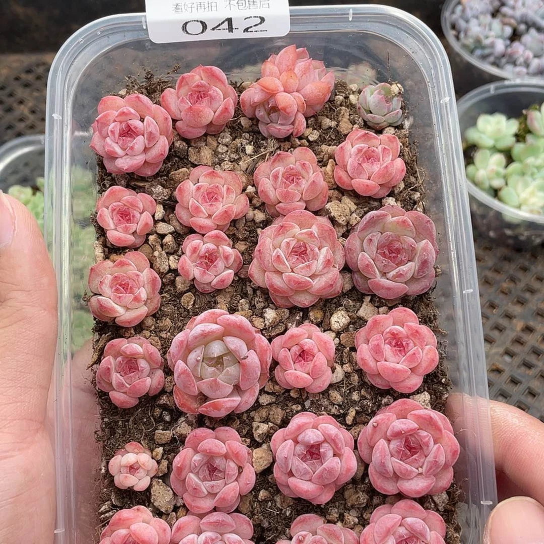 云糖心多肉植物42