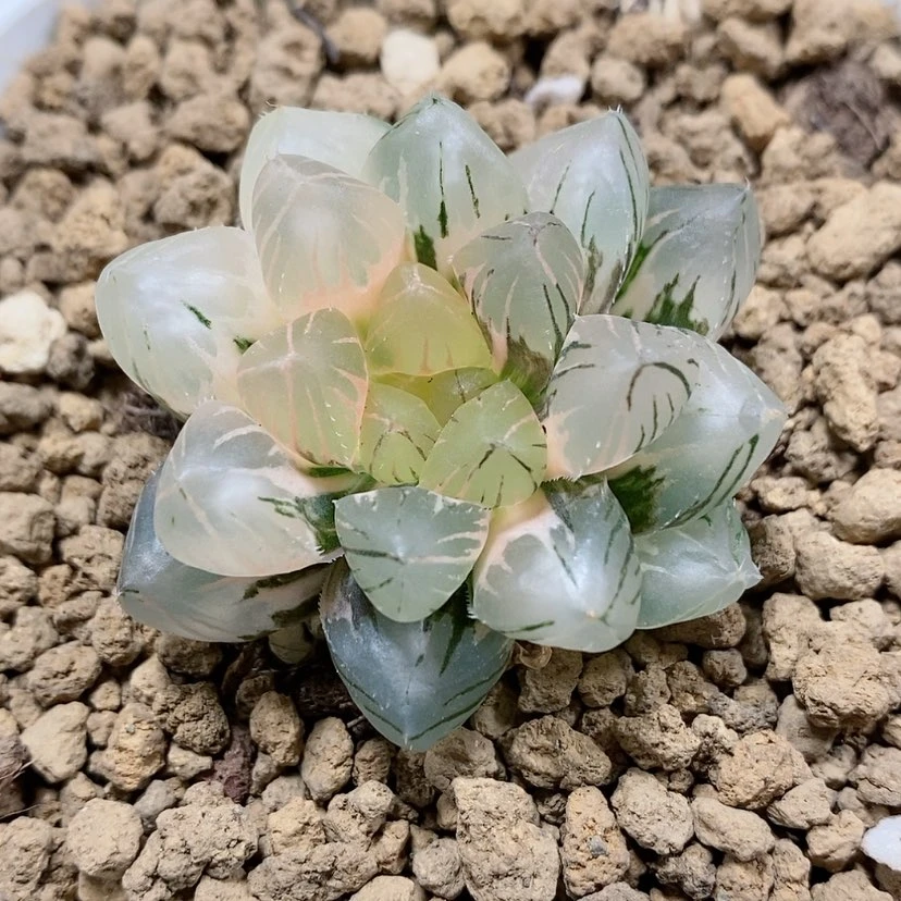 【闪购商品】27福利OM玉露锦
