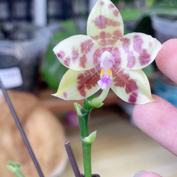 完全开放K22052-1430