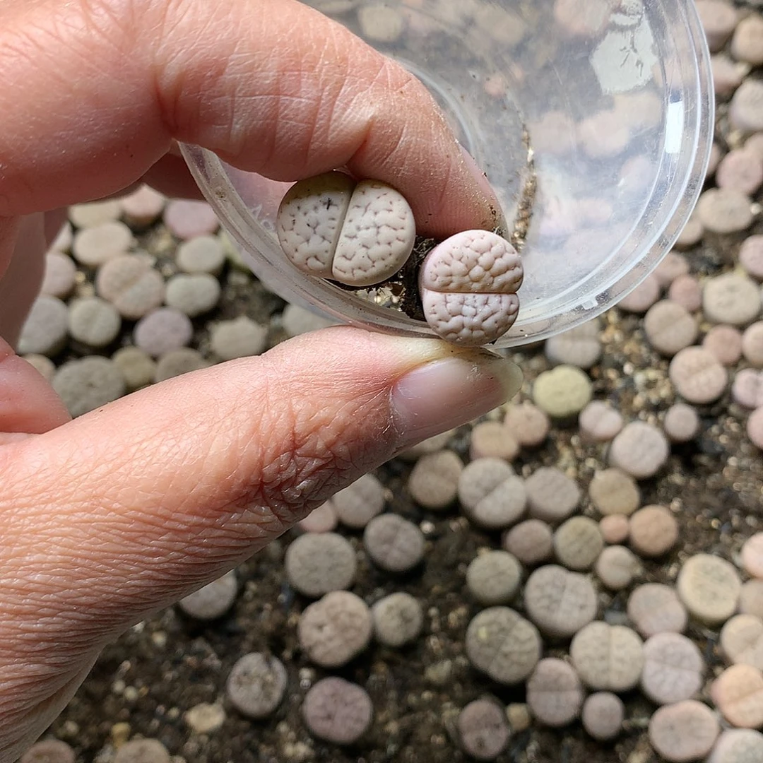 福*猪K153多肉植物保护