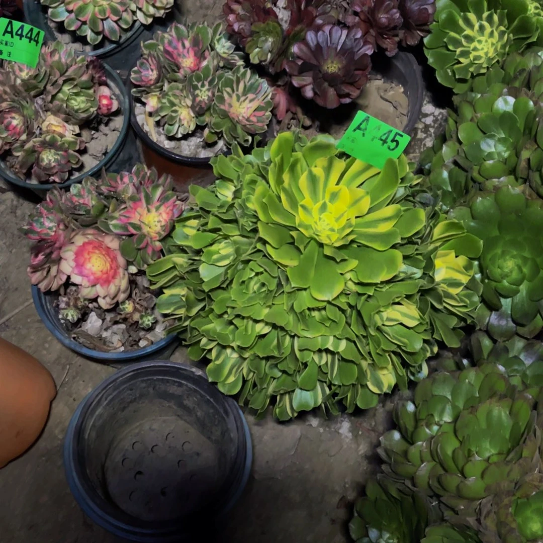 辛尼亚法师朵朵5-41