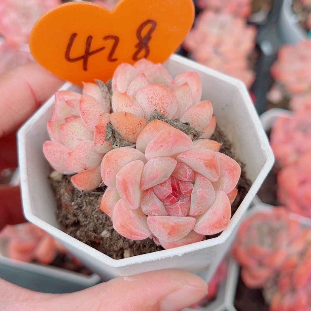 428号小老桩糖心群