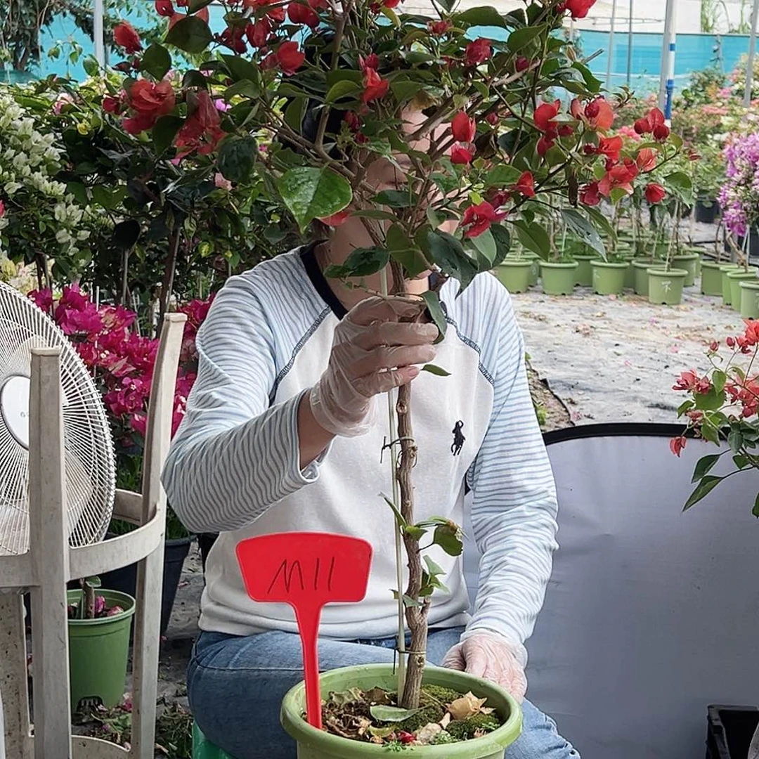 苏***英大部分花苞少量开放M11不甜西瓜