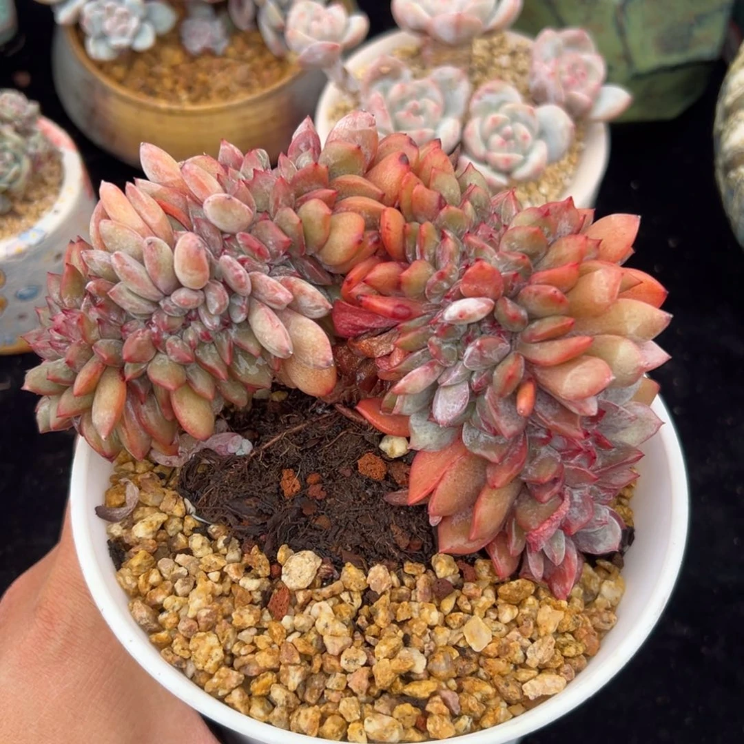 新年快乐 新年快乐