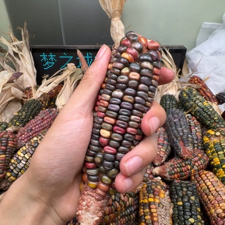 柏香籽/百香籽吊坠菲*菲