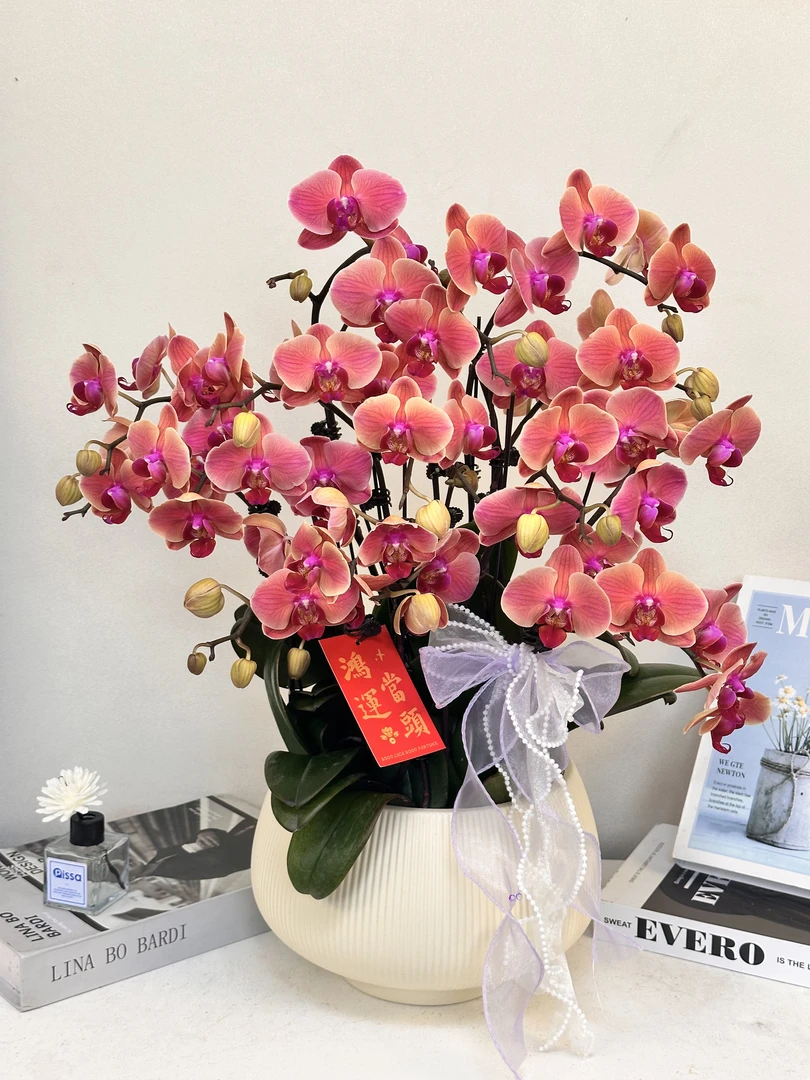 蝴蝶兰 【聚宝盆】真花 秋冬耐寒花卉 四季开花 花苞多 多样性发货