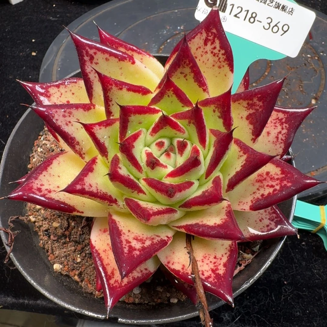 从前慢多肉精选编号1218.369