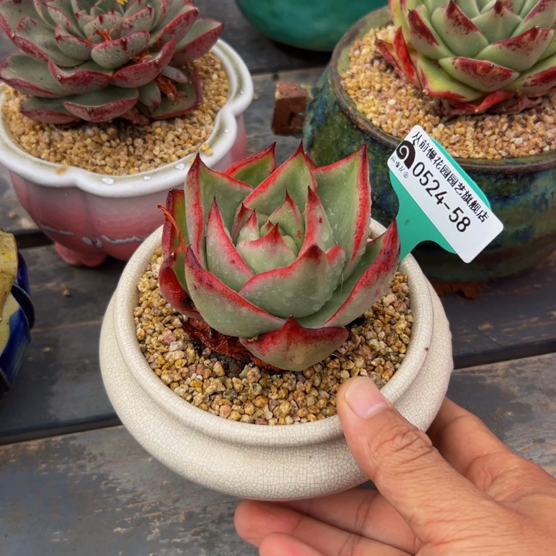 蛋**嫲多肉一物一拍0524/58带盆