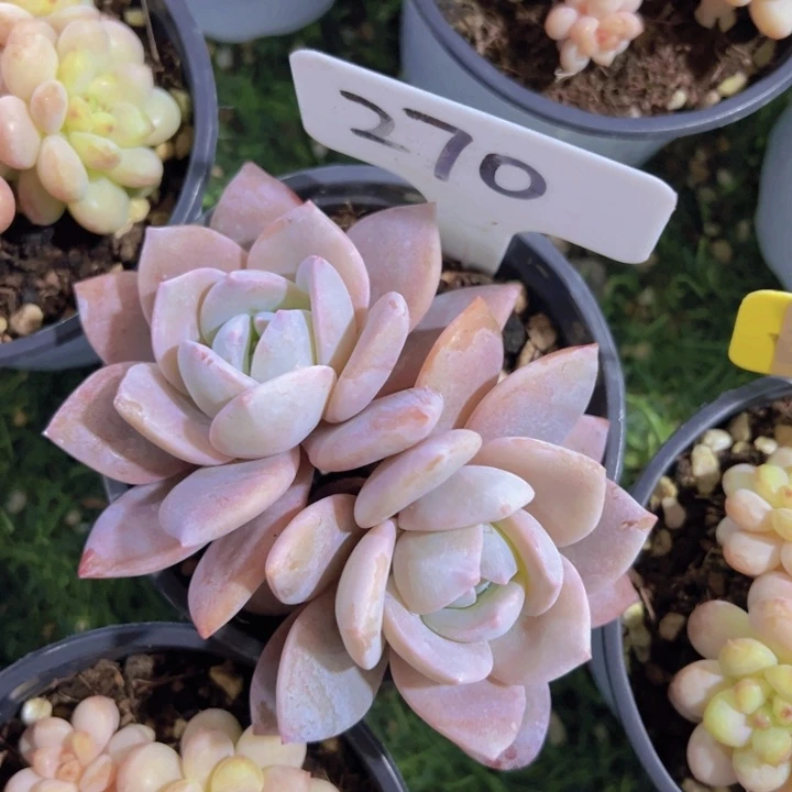 健健康康平平安安