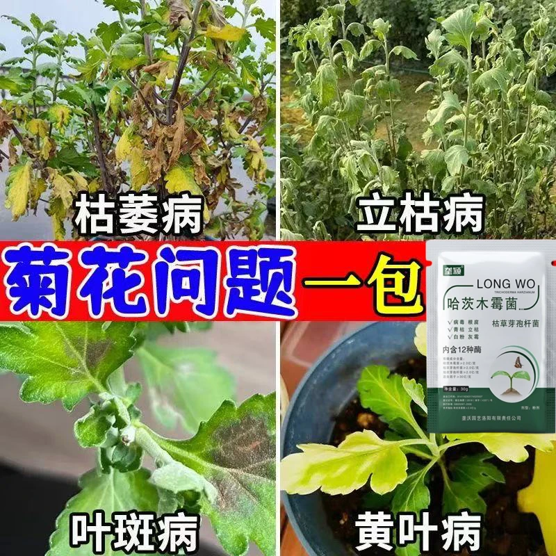 菊花叶片发黄叶面病害专用叶面肥枯萎病立枯病叶斑黄叶菊花水溶肥