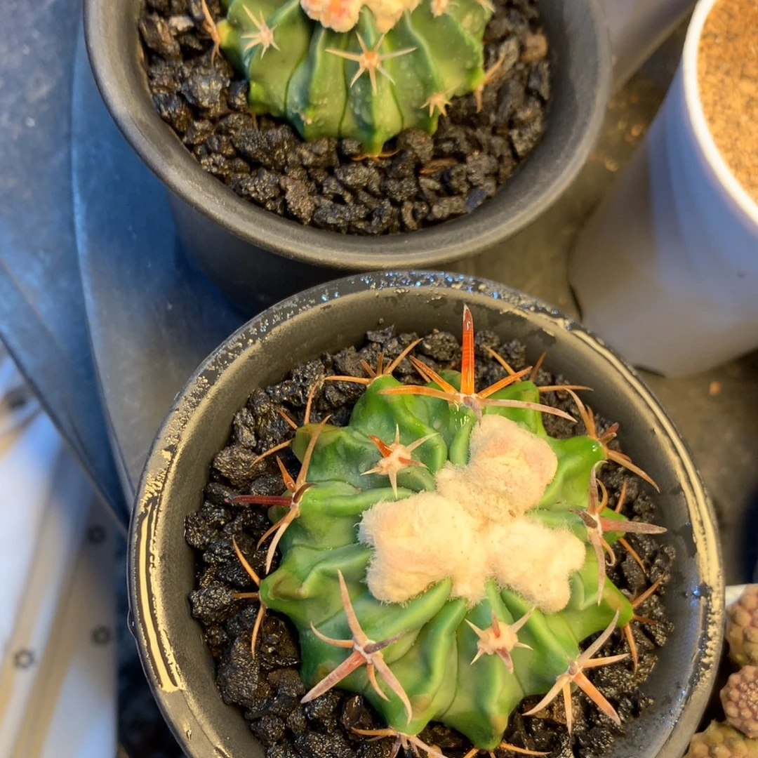 H***T专拍一物一拍实生凌波。