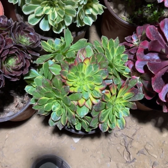 万花筒9.9多肉植物