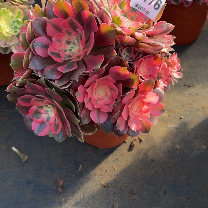 走***光瑞妈，，。。。。。176香妃，